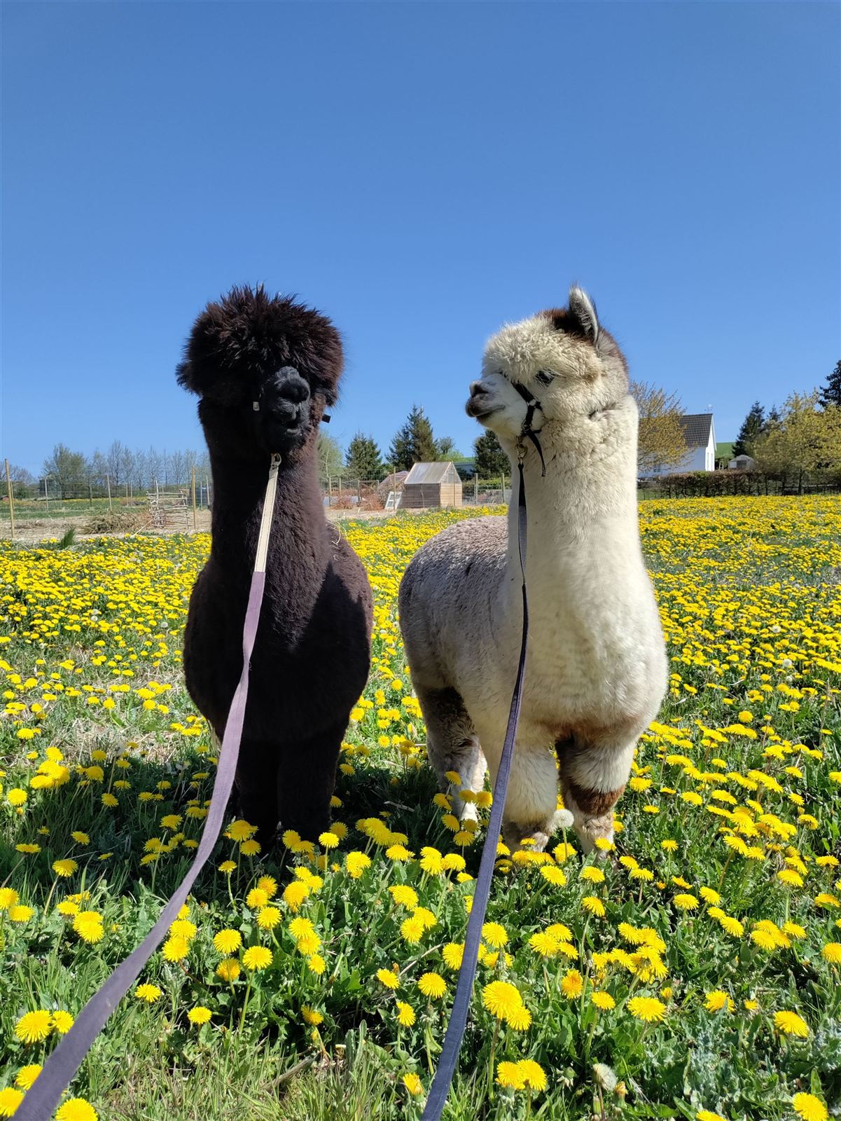 Alpakaer i mælkebøttemark